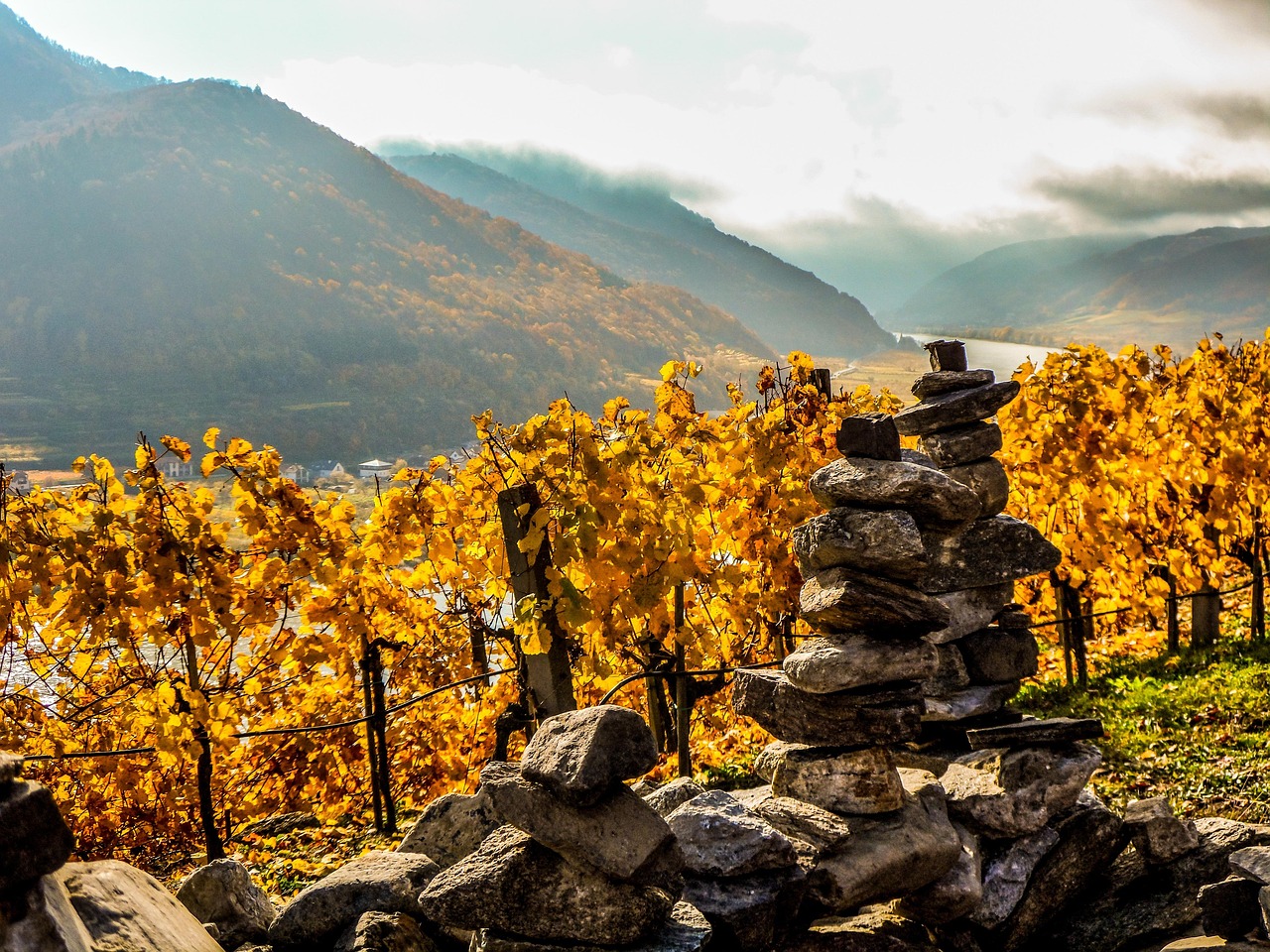 Wachau vineyards